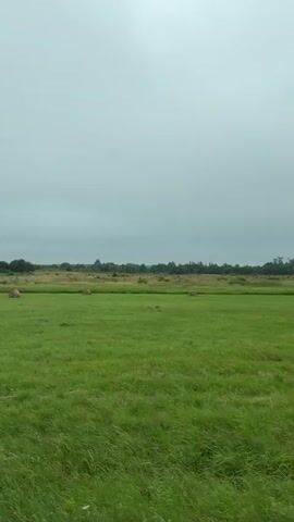 This is a vertical, first-person perspective video of a person traveling through a grassy field with round hay bales. The sky is overcast, and the overall color palette is muted greens and grays. Several round hay bales are scattered across the green field. The video begins by showing a hay bale in the foreground, then pans slightly to the right to reveal more hay bales in the middle ground. The background shows a line of trees and brush. The video concludes by showing the field from a slightly different angle, with more of the foreground grass and some greenery in the lower right corner.