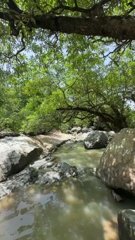 The video shows a stream flowing through a rocky area with trees overhead. The water is greenish-brown and appears shallow, with sunlight dappling through the leaves. Large, gray and white rocks are visible on the banks of the stream. The trees are lush and green, creating a canopy over the scene. The overall impression is of a natural, serene environment.