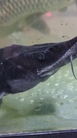 The video shows a close-up of a paddlefish swimming in an aquarium. The fish has a long, paddle-like snout and a dark gray body. The aquarium has a murky background with a few green plants.  Bubbles rise in the water.  The fish swims slowly in the tank. The camera angle is slightly from below.