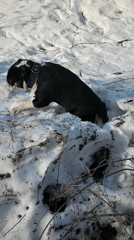 Bulldog explores snowy landscape in rural Russia
