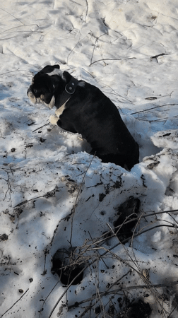 Bulldog explores snowy landscape in rural Russia