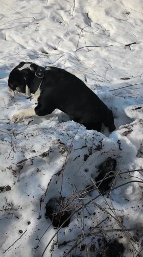 Bulldog explores snowy landscape in rural Russia