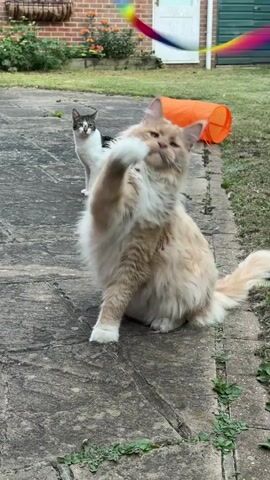 Two cats are in a backyard. In the foreground, a large, fluffy, tan and white cat sits facing the camera, looking upwards and to the right. Its right paw is raised. Behind this cat, further back in the yard, a smaller tabby and white cat stands and looks towards the front. An orange cat tunnel is visible in the background, along with a brick building and some greenery. A colorful string toy is being dangled above the large cat's head, moving from left to right. The ground is paved with large stones.