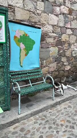 The video shows a medium shot of a dog lying on a sidewalk next to a bench. The dog is mostly white with dark markings, and it is leashed to the arm of the bench. The bench is painted with a green and white patterned design. Behind the bench, there is a stone wall, and a large map of South America is mounted on the wall. The map is titled "AMERICA DEL SUR". The sidewalk is made of cobblestones.