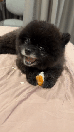 Black Pomeranian puppy eating and resting in Kathu, Thailand