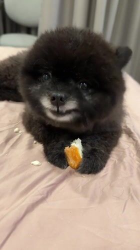 Black Pomeranian puppy eating and resting in Kathu, Thailand