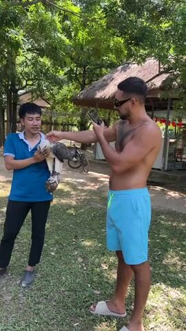 A person on the left, wearing a blue polo shirt and black pants, holds a large bird of prey with leather straps around its legs. The bird has white and dark plumage. A person on the right, shirtless with tattoos, wearing sunglasses and blue shorts, holds a smartphone and appears to be taking a picture or recording a video of the bird and the person holding it. They are standing outdoors on a grassy area with trees and a thatched-roof structure in the background. The person holding the bird is looking towards the bird, while the person with the phone is looking at the phone screen.