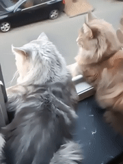 Cats watch street life from windows in Leuven