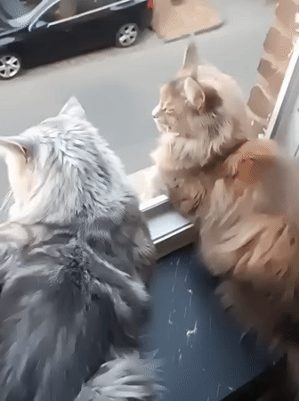 Cats watch street life from windows in Leuven