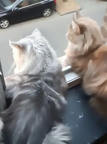 Cats watch street life from windows in Leuven