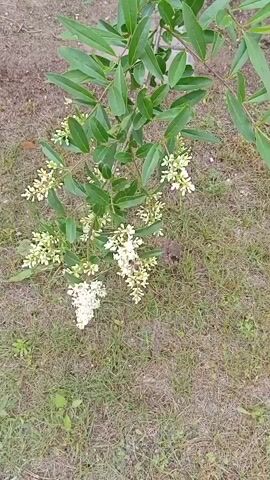 A close-up shot shows a flowering plant with green leaves and clusters of small white flowers. One cluster of flowers at the bottom of the frame is larger and denser than the others. A bee is visible on the right side of the larger flower cluster, appearing to collect nectar. The plant is situated on a patch of dry grass, with some soil visible in the background. The lighting suggests it is daytime.