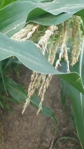 The video begins with a close-up view of corn tassels among large green leaves. The camera then pans to show more of the cornfield, revealing rows of tall corn plants under a cloudy sky. The footage continues to show different angles of the cornfield, focusing on the plants and their leaves, with glimpses of the soil and the sky. The overall scene depicts a cornfield in daylight.
