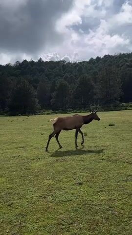 A medium shot captures an elk walking across a grassy field under a cloudy sky. The elk is brown with visible antlers and is facing to the right of the frame. Behind the elk, a dense forest covers a hillside. The sky is filled with dramatic, dark clouds interspersed with patches of lighter sky. The grass in the field appears green and well-maintained, with a few small, dark objects scattered sparsely across it. The lighting suggests it is daytime, possibly late afternoon given the shadows.