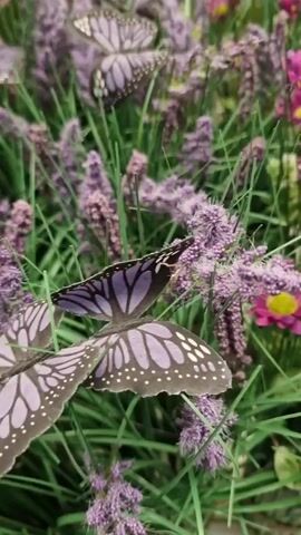 This video shows a close-up of artificial flowers and butterflies. The flowers are a mix of purple lavender and pink and white tulips. The butterflies are decorative and appear to be made of paper, with purple and black patterns on their wings. They are scattered amongst the flowers, giving the impression of a garden scene. The lighting is bright, suggesting it might be daytime. There is no visible text in the video. The overall impression is one of a decorative display, possibly for an event or as a piece of home decor. The location context is Wootton, United Kingdom.