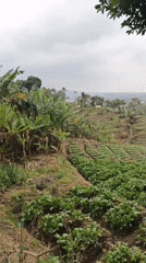 Terraced vegetable farms and banana trees in Batu, Indonesia