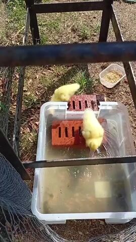 Two yellow ducklings are in a clear plastic bin filled with murky water. They are standing on red bricks that are submerged in the water. One duckling is to the left and the other is to the right. The duckling on the right is moving its head and body, splashing the water. In the background, there is a white bowl filled with birdseed. The scene appears to be outdoors, possibly in a backyard, with grass and dirt visible. The ducklings are framed by a metal structure with chicken wire.