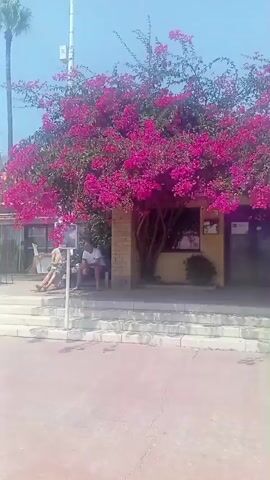 A panning shot shows a vibrant bougainvillea tree with pink flowers dominating the foreground. The tree is situated in front of a small building with a yellow facade and brick accents. To the left of the tree, two individuals are seated on a bench outside the building. Behind the tree, a larger green pine tree is visible, along with buildings and what appears to be a street or promenade. The sky is clear and blue. The camera pans from left to right, revealing more of the surroundings.