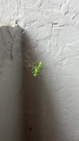 A close-up shot shows a small, bright green insect caught in a spiderweb in the corner of a white-painted brick wall. The insect is entangled in the fine, almost translucent web. The wall has visible cracks in the paint and a rough, textured surface.  The corner creates a shadow on the left side of the frame.