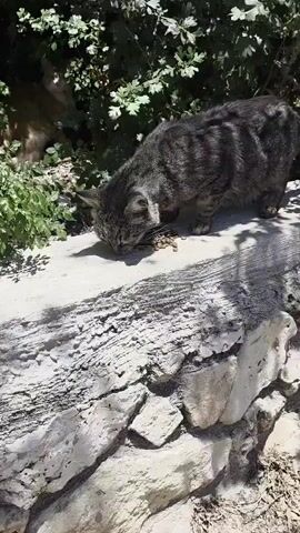 A grey tabby cat eats kibble scattered on a light-colored concrete or stone ledge. Another lighter-colored cat is partially visible behind green foliage in the background, observing the eating cat. Below the ledge, a rough-hewn stone wall is visible. The scene is outdoors with natural light.