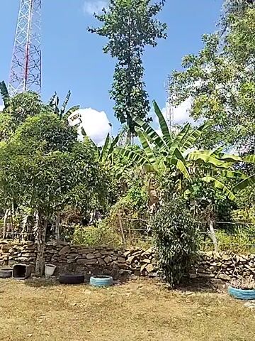 This is a short video clip that appears to be a recording of a mobile phone's screen. The video shows a view of a rural outdoor scene. In the foreground, there is dry grass and a low stone wall. There are also three discarded tires, two of which are painted blue and appear to be used as planters, one containing some dry plants. Behind the stone wall, there is dense vegetation including several banana trees with large green leaves and other trees. A tall, thin tree with a fuller canopy of leaves stands prominently in the center-left of the frame. The sky above is blue with some scattered white clouds. In the far background, there are some distant hills or mountains and what appears to be a cell tower on the left side of the frame. The video is shaky and appears to be handheld, with some digital artifacts or blurring, particularly noticeable on the right side of the frame, suggesting it might be a recording of a screen rather than the original video. The video is short, showing only a few seconds of continuous footage.