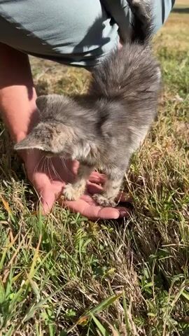 A person's hands gently hold a small, fluffy gray kitten in an outdoor setting. The kitten's fur is a mix of gray and lighter tabby markings, and it has large, expressive ears. The kitten is looking down at the hands supporting it, with its tiny paws resting on an open palm. The background shows green grass and dry, brown vegetation, suggesting a natural, possibly rural environment. The person's legs and feet are partially visible, indicating they are kneeling or crouching to interact with the kitten. The sunlight casts shadows, highlighting the textures of the grass and the kitten's fur.