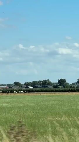 The video shows a scenic view of a rural landscape under a blue sky with scattered clouds. In the foreground, there is a field of tall green grass. In the midground, there is a line of trees and some farm buildings. There are also some cows grazing in a field. The camera is moving, suggesting it is being filmed from a vehicle. The overall impression is one of peaceful rural life.