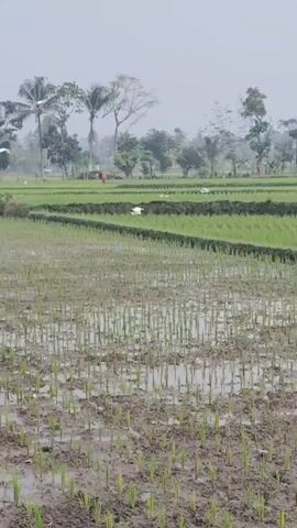 A drone footage shows a muddy rice paddy field with rows of young rice seedlings. Several white birds, possibly egrets, are seen in the distance, some flying and others standing. Tall palm trees and other greenery form the backdrop against a hazy sky. A small structure, possibly a shed, is visible in the far background.