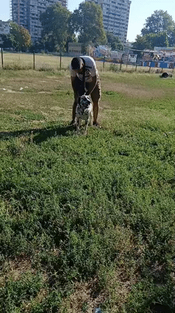 Dalmatians and dogs relaxing in a sunny outdoor yard