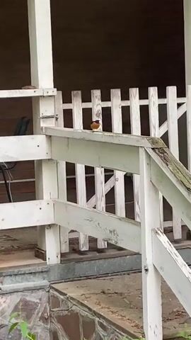 A bird with an orange breast is perched on a white wooden railing of a porch. The bird is small and appears to be looking towards the left. Behind the railing is a white wooden fence. The porch has white wooden posts and a stone foundation. The background is dark and out of focus.
