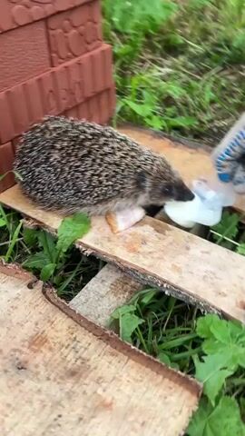 A person wearing a blue and grey work glove holds a small piece of white material, possibly plastic or a food wrapper, to a hedgehog that is eating from it. The hedgehog is on a wooden plank, with a piece of bacon beside it. The background is green grass and a red brick wall.