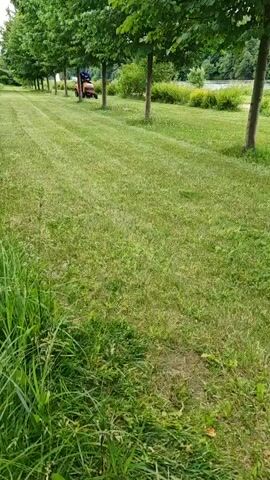 A person is riding a lawnmower through a grassy park. The lawnmower is red and the person is wearing a blue shirt. There are several trees lining the park, and in the background, there is a body of water. The grass is green and appears to have been recently mowed.