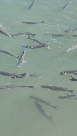 The video shows a school of fish swimming in shallow, clear water. The fish are silver-grey, elongated in shape, and of similar size. They are swimming in close proximity to each other, moving in a coordinated manner. The water appears still, with slight ripples on the surface. The overall setting suggests a marine or coastal environment. There are no people visible.