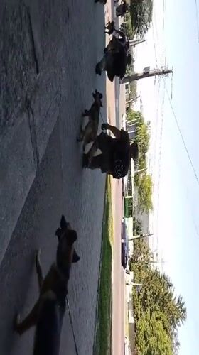 Zhytomyr street life: flowerbeds, car wash, and military dog handlers