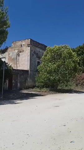 A video captures a sunny day in Terlizzi, Italy. The scene opens with a view of a rustic, dilapidated building, its walls weathered and paint peeling. The building appears to be old and possibly abandoned. To the right of the building, a large, lush green tree dominates the foreground.

The camera then pans to a dirt road and a man walking away from the camera. He is wearing a light-colored hat, a short-sleeved shirt, and shorts. He is walking past a line of tall, dense evergreen trees. The road continues, leading to a white fence adorned with decorative cutouts. Agave plants are planted along the fence, adding a touch of arid landscaping to the scene.

The video progresses along the road, revealing more of the surrounding greenery and the continuation of the white fence and agave plants. The sky is a clear, vibrant blue, indicating a beautiful, cloudless day. The overall atmosphere is peaceful and serene, with the sounds of cicadas chirping in the background, as mentioned in the audio, contributing to the tranquil ambiance. The location appears to be a rural or semi-rural area, possibly on the outskirts of the town, given the presence of the older building and the natural landscape. The time of day is clearly daytime, likely late morning or early afternoon, given the bright sunlight and long shadows.