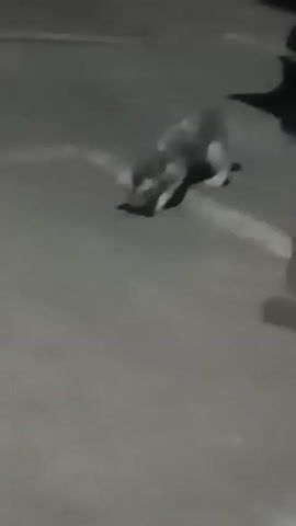 A grey and white dog is on a paved surface. The dog is hunched over and appears to be holding something in its mouth. The dog is looking down at what it is holding. The surface appears to be a parking lot with painted lines. The lighting is dim, suggesting it is nighttime or indoors with low light.