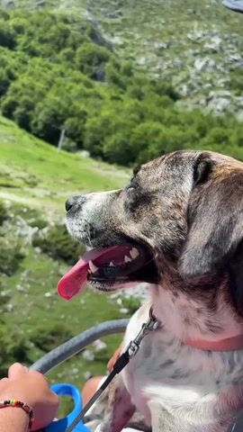 The video begins with a close-up of a brindle-colored dog looking to the left, its mouth open and tongue hanging out. The dog is wearing a red collar and is attached to a leash. A human hand with a beaded bracelet is visible on the left side of the frame, holding onto a gray metal bar, presumably part of a chairlift. In the background, a lush green mountainside is visible, with trees and vegetation. The scene then transitions to a wider shot showing a cable car moving uphill. The cable car is red and appears to be carrying passengers. The surrounding environment is mountainous, with grassy slopes, rocky terrain, and scattered trees. The sky is blue with white clouds. The camera then pans further up the mountain, revealing more of the cable car line and the mountainous landscape. The video captures the experience of riding a cable car up a mountain with a dog.
