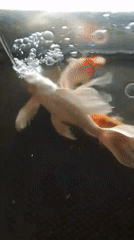 Koi fish in a tank near a mosque in Aceh, Indonesia
