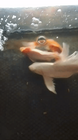 Koi fish in a tank near a mosque in Aceh, Indonesia