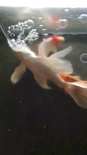 Koi fish in a tank near a mosque in Aceh, Indonesia