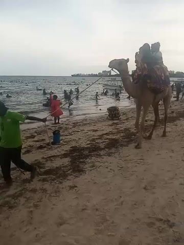 The video shows a camel standing on a sandy beach. It is being led by a rope, and there are multiple children riding on its back, secured by a colorful cloth. The beach is crowded with people, many of whom are standing and playing in the ocean.  A man wearing a red shirt with white text on the back walks by the camel. The sky is overcast.