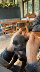Man shares tender moment with Chihuahua puppy in Telavi