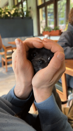 Man shares tender moment with Chihuahua puppy in Telavi