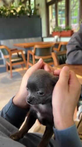 Man shares tender moment with Chihuahua puppy in Telavi
