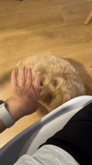 Person pets small tan dog indoors in Montenegro