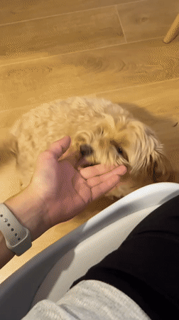 Person pets small tan dog indoors in Montenegro