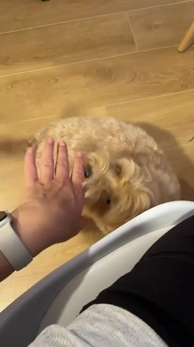Person pets small tan dog indoors in Montenegro
