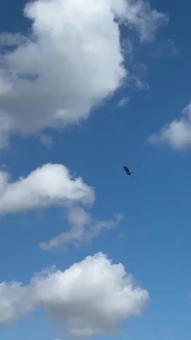 A bird flies through a blue sky with scattered white clouds. The bird is dark and appears to have its wings outstretched. The camera follows the bird's flight. The clouds are fluffy and white, with some appearing larger and more dense than others. The sky is a clear blue.