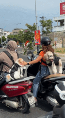 Scooter riders with dogs spotted on Đà Nẵng street