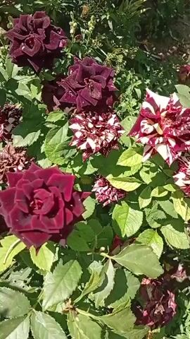 This video shows a close-up of a rose bush with several blooms. Some of the roses are a deep burgundy color, while others have a striped pattern of burgundy and white. The bush is in full sunlight, and the leaves are a vibrant green. There are also some other green plants and a hint of a yellow flower in the upper portion of the frame. The camera is still, focusing on the flowers and foliage.