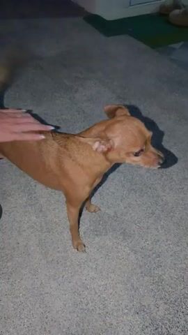 A small, tan-colored dog with large ears is the primary subject of this video, filmed at Baan Plai Laem, Thailand. The dog appears to be standing on a gray, speckled ground, possibly a patio or walkway. A person's legs and hands are visible in the frame, interacting with the dog. The person's feet are adorned with black, strappy sandals, and their hands have rings on their fingers.

The activity depicted is a person petting the dog. The dog is turned away from the camera, facing towards the right, and its tail is blurred, indicating movement. The lighting suggests it is either evening or night, as the surroundings are dimly lit, with some artificial light sources possibly present, creating a slightly shadowy atmosphere. The overall mood is calm and relaxed, with the person gently interacting with the dog. There is no visible text in the media.